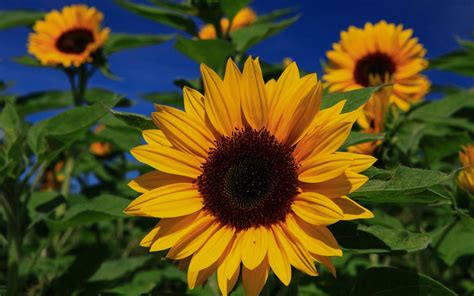 sunflower pics ideas|free sunflower pictures for wallpaper.